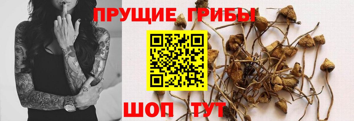 Киселёвск  Псилоцибиновые грибы Psilocybe  Вход с VPN 